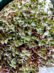 Turtle Vine