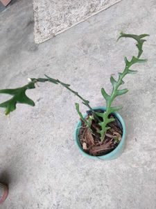 Assorted snygonuim Plants with fish bone secculent