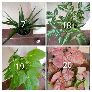 you can select 10 live root plants
