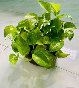 Money Plants 🌿 Golden Pothos