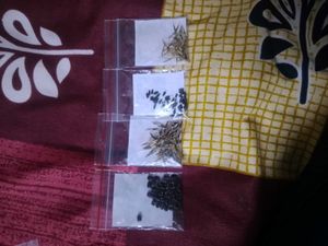 Beautiful Flower Seeds Combo of 4