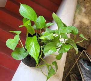 Evergreen Money Plant&amp; pot