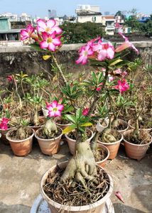 Beautiful Adenium Plants