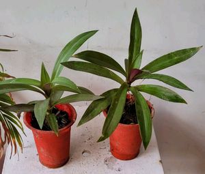 Pack 2.Moses-in-the-Cradle Plant🌵&amp;Pot