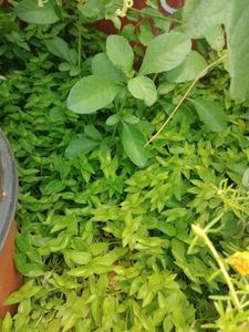 multiple plants