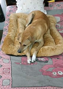 Cozy Dog Bed