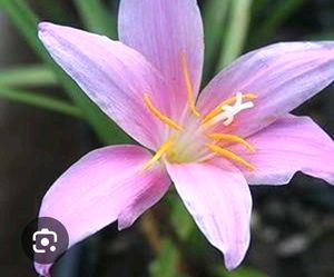 Rain Lily Bulbs