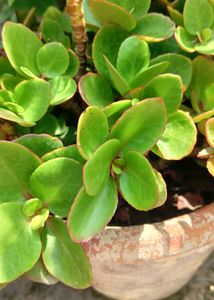 Succulents