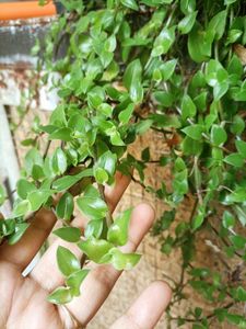 Plants for garden