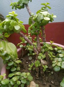 3 Jade Bonsai Plant