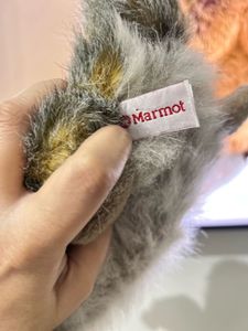 Cute Marmot Stuffed Animal
