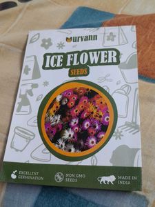 Winter Flowering Seeds-Ice Flower