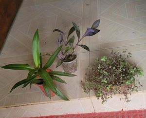 3 Set Moses in the Cradle &amp;Turtle Vine plants