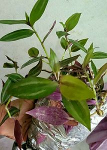 Tradescantia Zebrina Plant 🌵