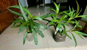 Pack 2 Moses In Cradle Plants &amp; Pot