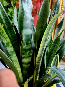 Combo Plants #1 || Snake Plant, Z Plant, Spider Plant ||