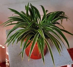 🌴Chlorophytum laxum  Plant 🪴 &amp; pot