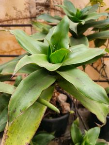 basket plant
