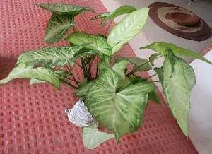 2 set Caladium Pink Splash &amp; arrohead Plants🪴