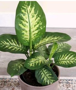 Diffenbacia Plant