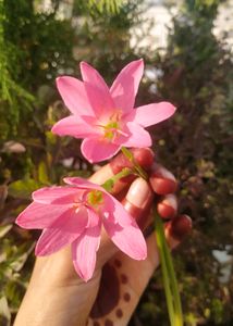 rain Lilly