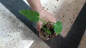 Philodendron golden dragon