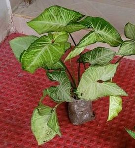 Set 3 Arrowhead Plants