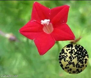 Beautiful Flower Seeds Combo of 4