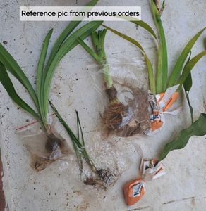 Flowering Plants Set Of 5