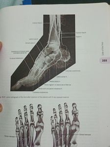 Cunningham Anatomy