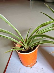 Set of Two Spider Plants Saplings
