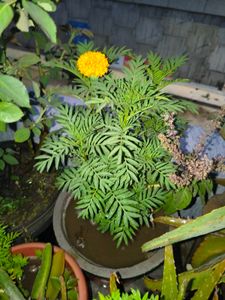 marigold plant