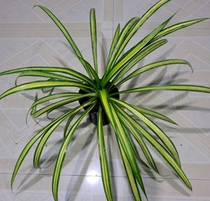 🪴 Pandanus Veitchii Plant 🌱&amp; pot