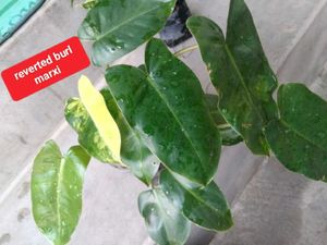 Air purifying snygo,philo and peperomias combo