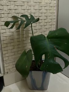 Beautiful Monstera Plant for Your Home