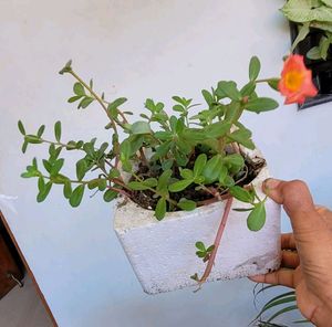 Portulaca grandiflora plant &amp; Pot