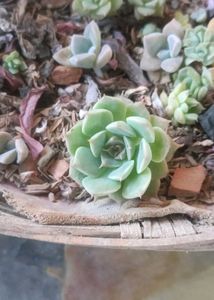 combo of 7 Beautiful Succulent Plant
