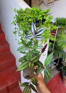 Pack 2 Zebronics &amp;Tradescantia fluminensis Pl