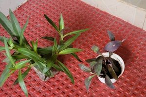 Pack 2 Moses In Cradle &amp; heart' purple plants&amp; Pot