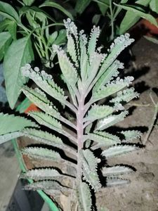 Sunrose &amp; Mother of millions (Pack 2) plant