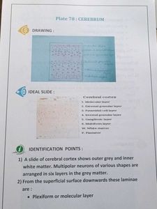 🔴❌Last minute Histology Notes ❌🔴