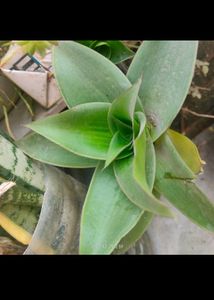 Basket/ Hanging Green Plant