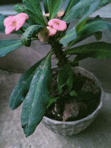 Euphorbia And Aglonema Combo