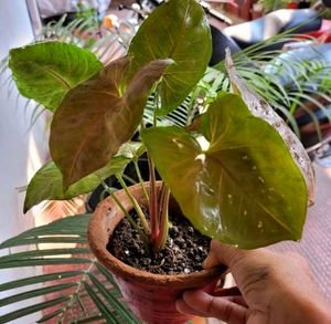 arrowhead Vine Plant🌵&amp; Pot