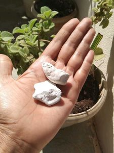 💦Natural Seashell for Decor💦