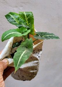 Beautiful ❤️ SYNGONIUM WENDLANDII plant