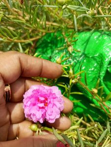 Red Bud Rose And 1 Portulaca Cuttings