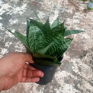 3 Variety Of Sensiviria (Pups)