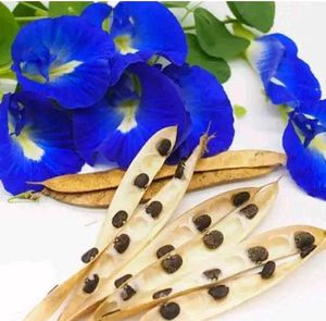 Butterfly Pea Plant with Blue Flowers 20 seeds