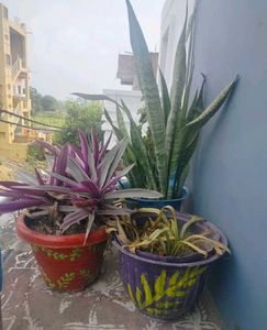 Buy snake plant